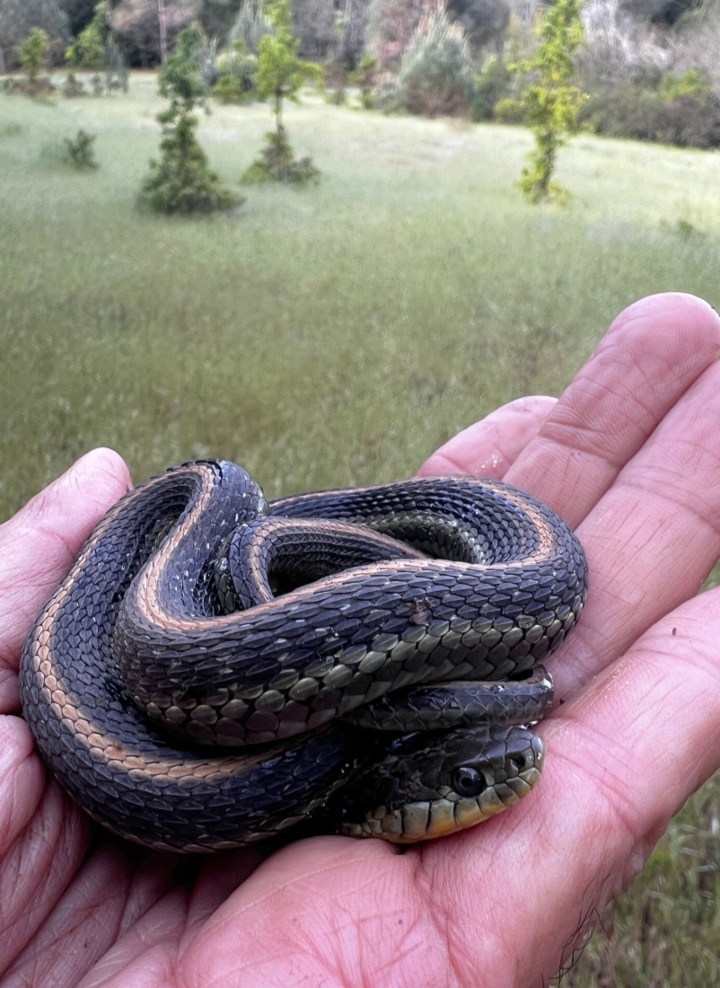 Diablo Range Garter Snake